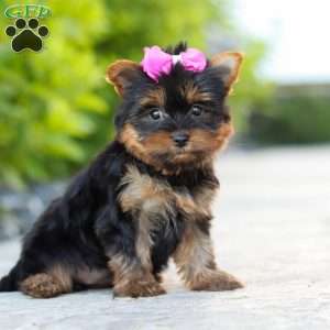 Lola, Yorkie Puppy